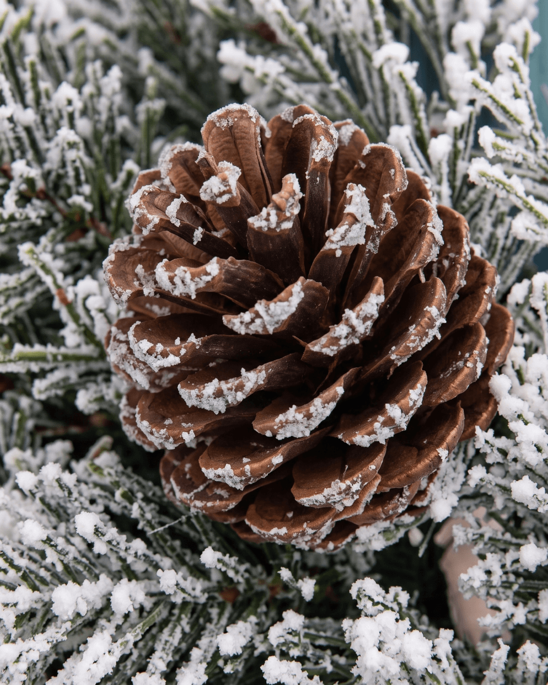 Pinecone dusted with white faux snow on frosted pine branches in a close-up of a Christmas wreath