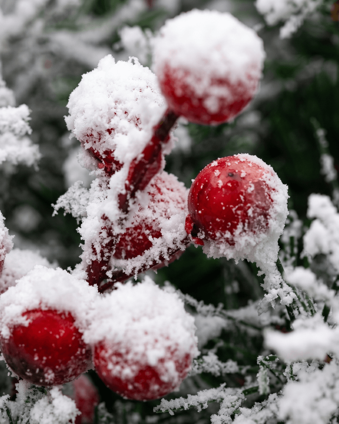 Close-up of snow-covered red berries on a frosted Christmas wreath