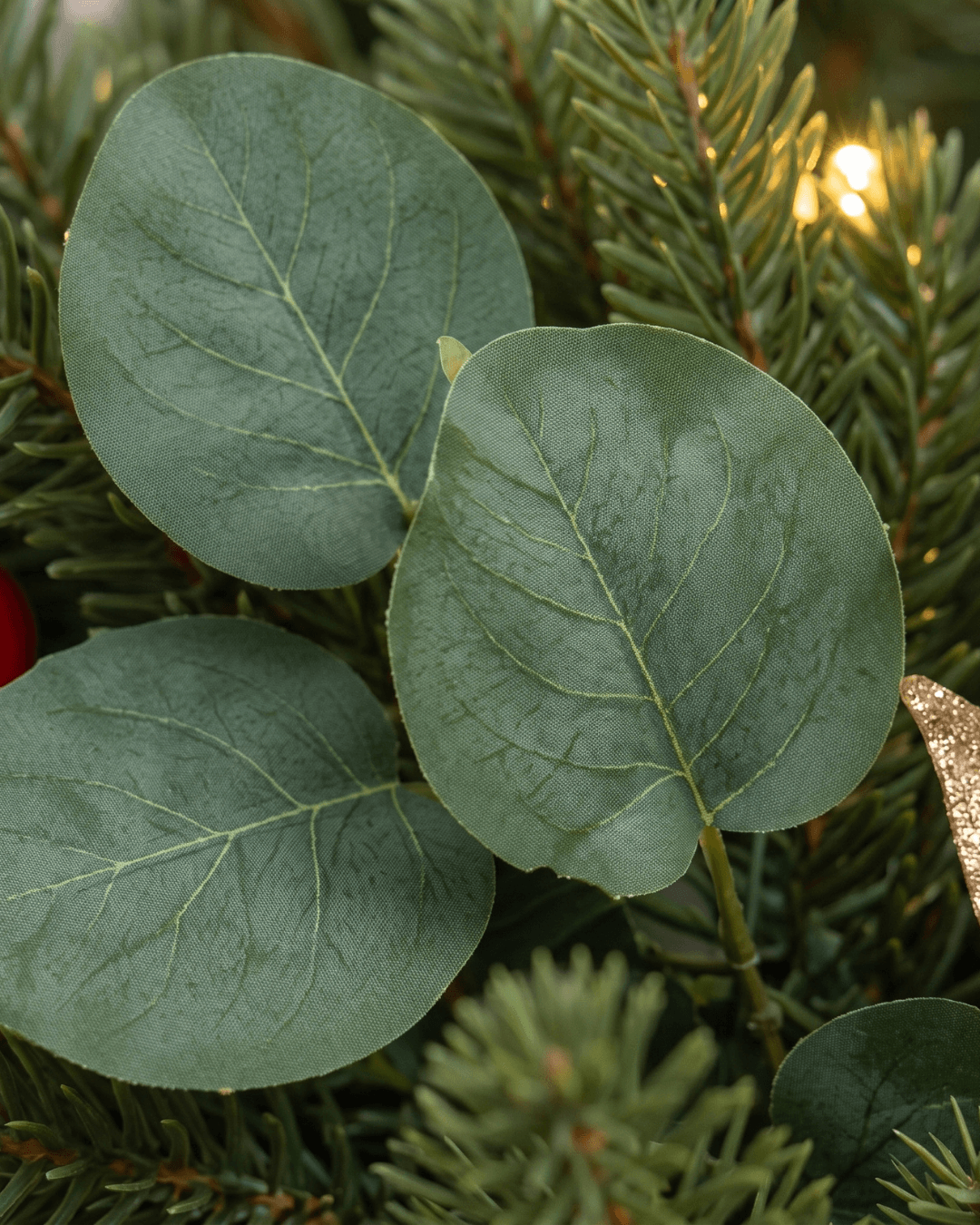 Cluster of three round green eucalyptus leaves among pine needles and warm white lights on a Christmas wreath