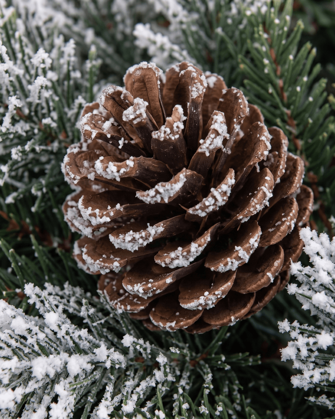 Close-up of a snow-dusted pinecone among frosted pine needles on an artificial Christmas wreath